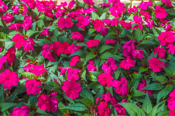 Sunpatiens rosa no jardim