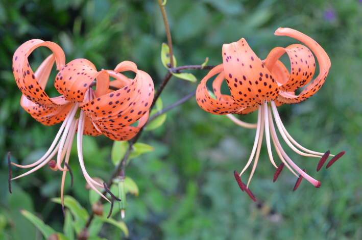 Lilium lancifolium completa o seu ciclo de vida em Agosto-Setembro.