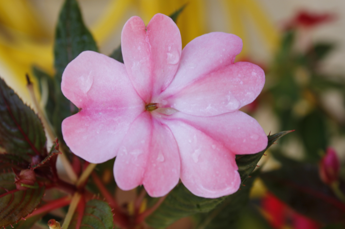 Sunpatiens