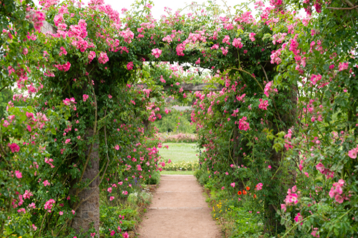 canteiro de jardim para plantas grandes