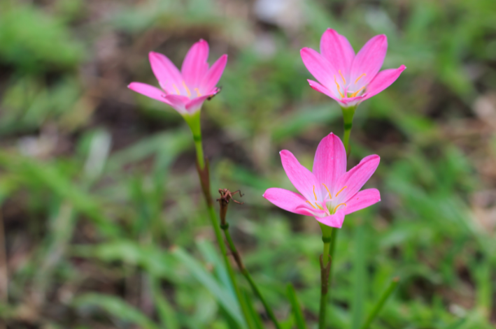 Lírio de vento rosa (Zephyrantes rosea)