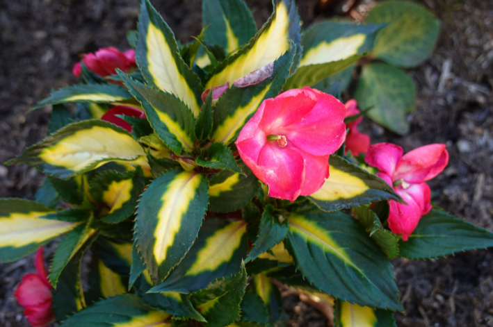 Sunpatiens