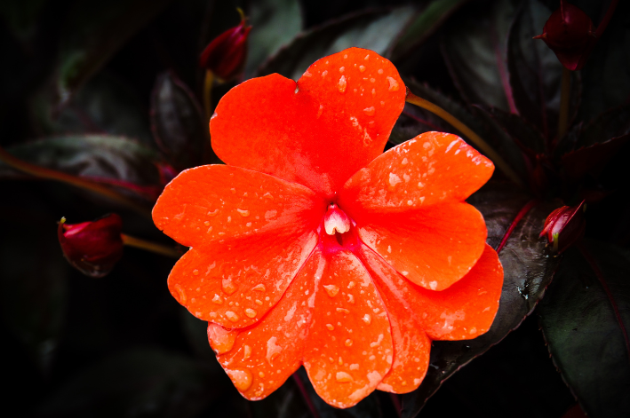 Sunpatiens