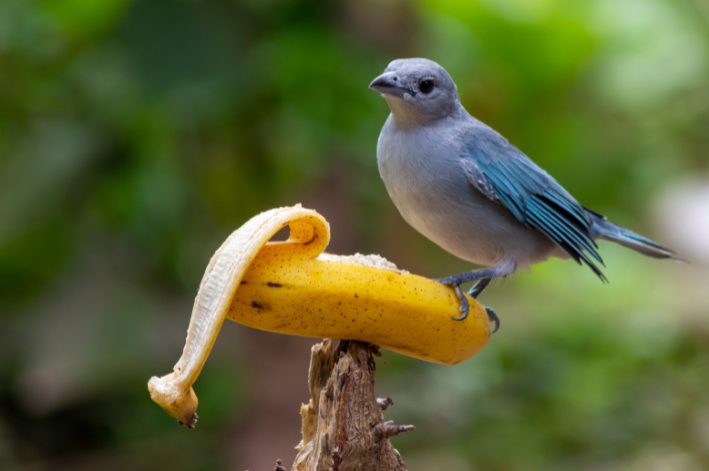 sanhaço comendo uma banana