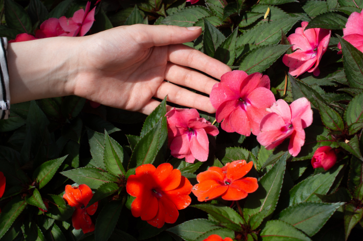 Algumas variedades de SunPatiens tem um longo período de durabilidade