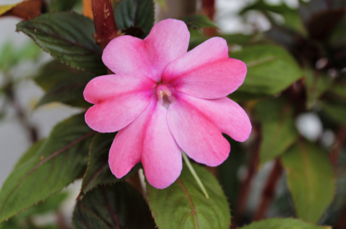 Sunpatiens