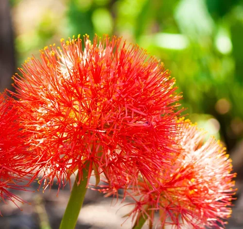 duas flores de lírio-sangu-salmão