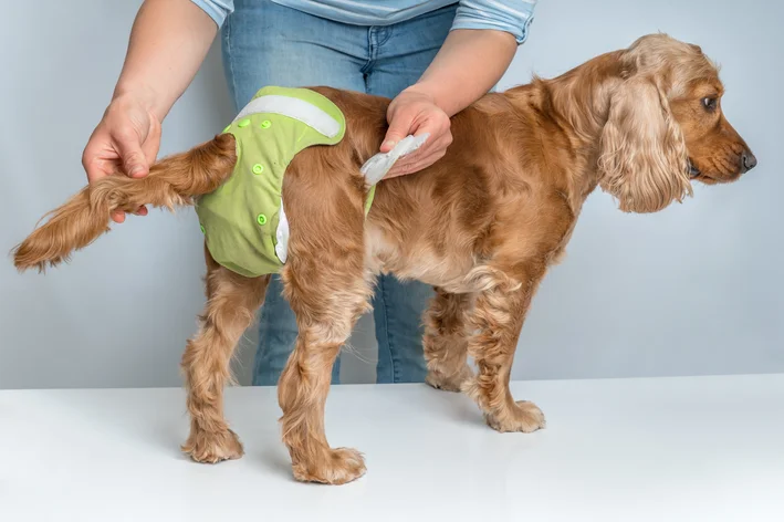 quanto tempo dura o cio de uma cachorra