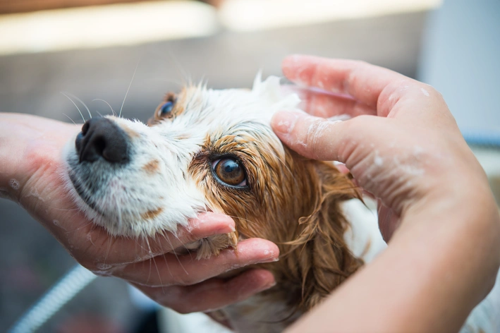 melhor shampoo para cachorro com dermatite