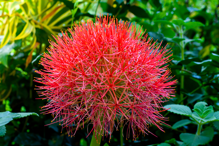 flor lírio-sangu-salmão em jardim