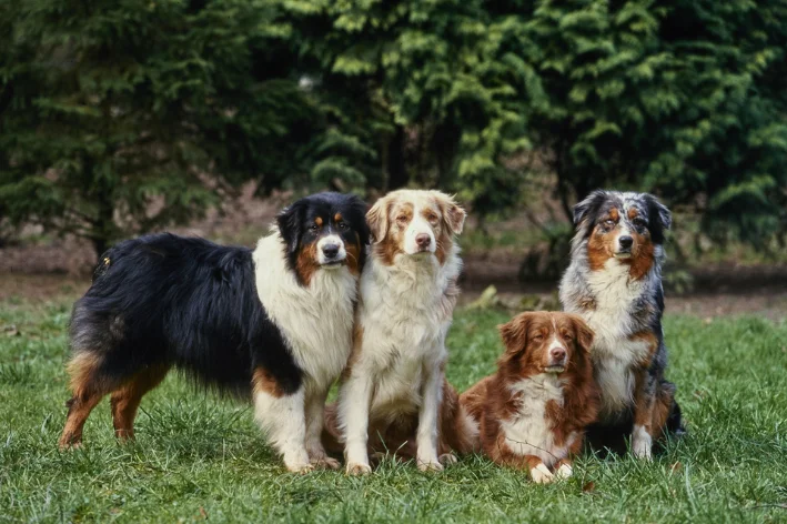 nome de cachorra fêmea diferente