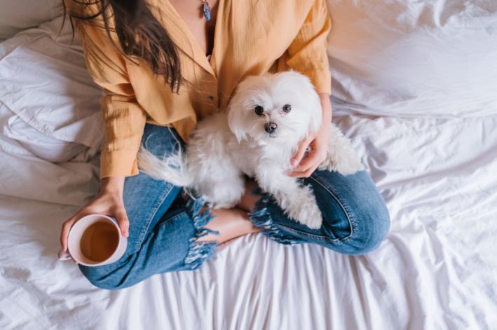 Cachorro pode tomar chá de hortelã