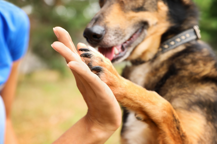 cachorro e tutores com as mãos juntas