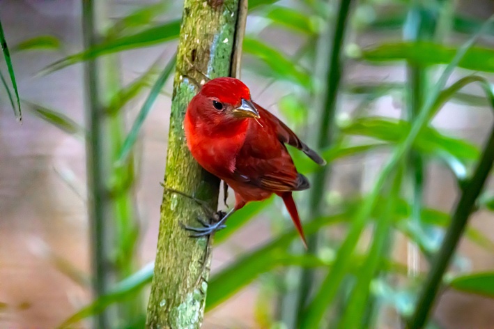 Sanhaço-de-fogo (Piranga flava)