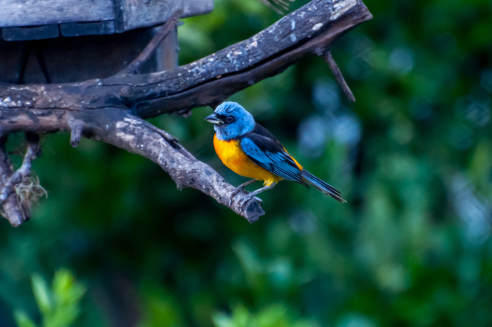 Sanhaça-papa-laranja (Rauenia bonariensis)