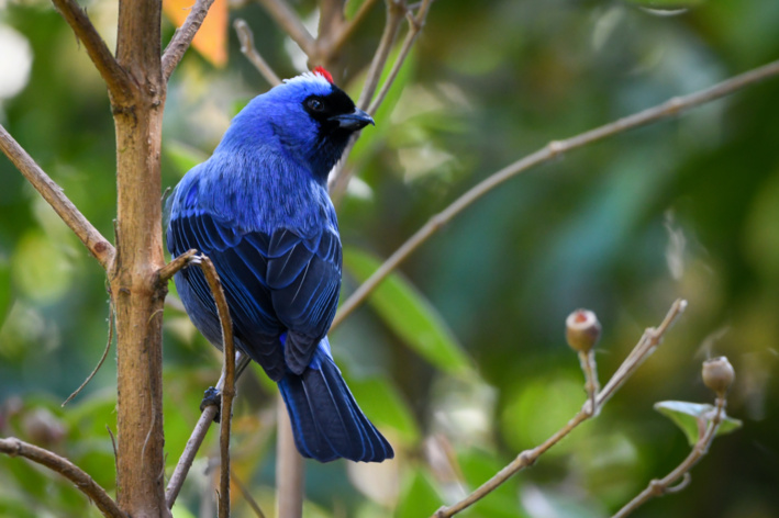 Sanhaçu-frade (Stephanophorus diadematus)