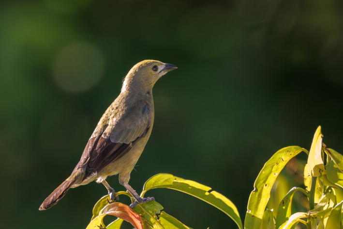 Sanhaço-do-coqueiro (Thraupis palmarum)