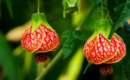 flores vermelhas de abutilon