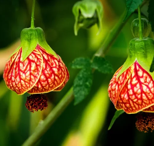 flores vermelhas de abutilon