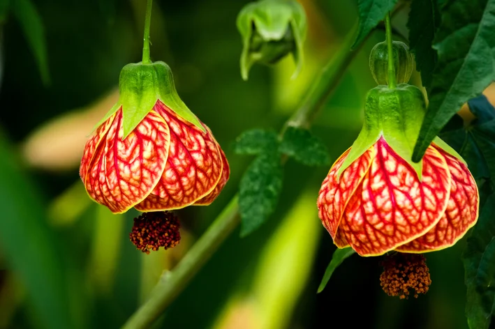 flores  vermelhas de abutilon