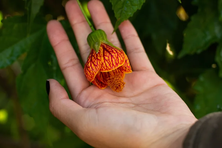 uma mão segurando uma flor de abutilon