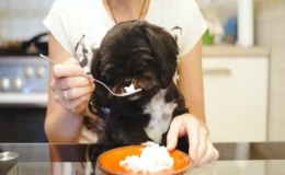 mulher oferecendo arroz para cachorro