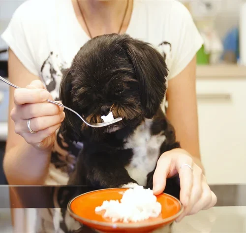 mulher oferecendo arroz para cachorro