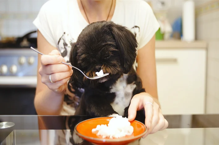 mulher oferecendo arroz para cachorro