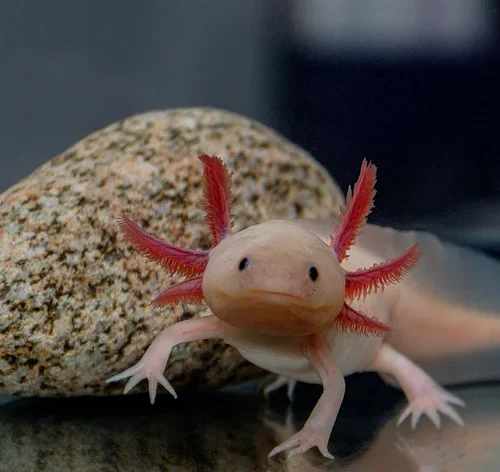 axolote no aquário