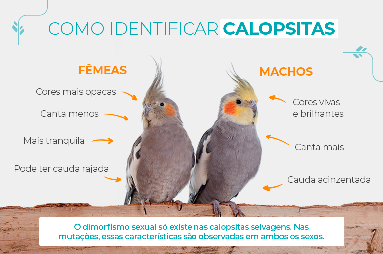 Como saber o sexo da sua calopsita: fêmea ou macho?