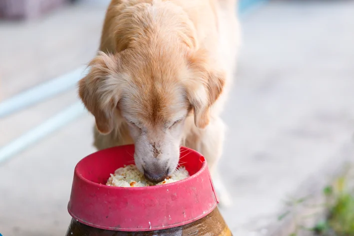 cachorro comendo arroz com ração