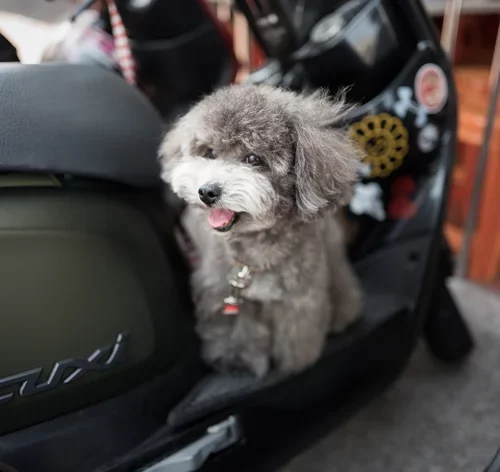 cachorro sentado na moto