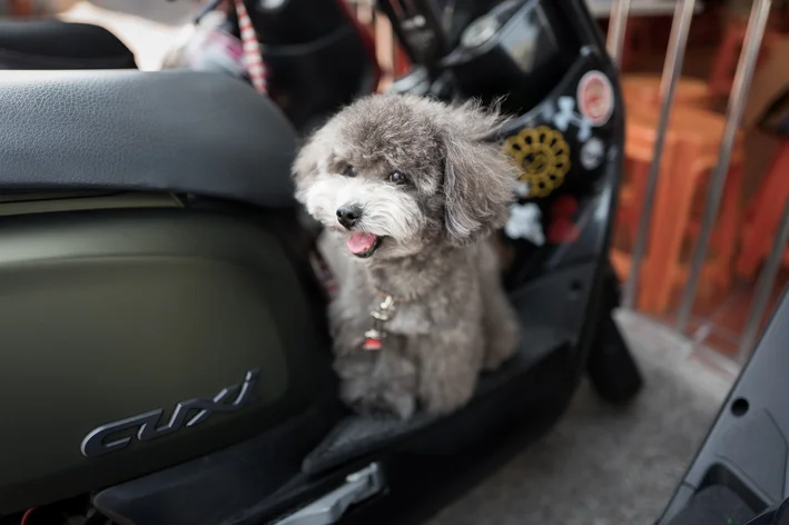 cachorro sentado na moto