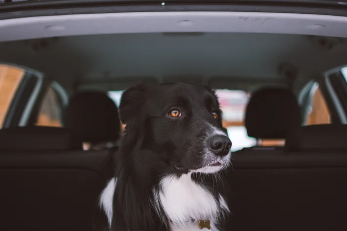 cachorro sentado dentro do carro