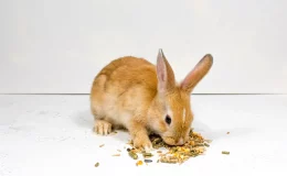 coelho comendo ração com fundo branco