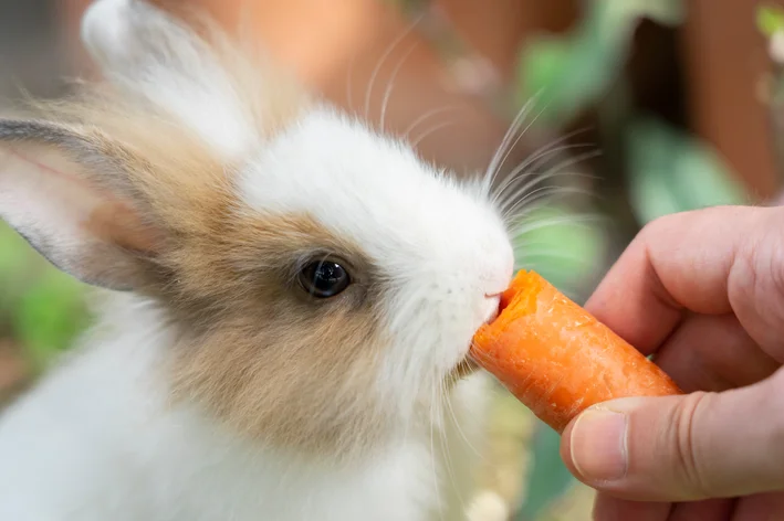 coelho comendo cenoura