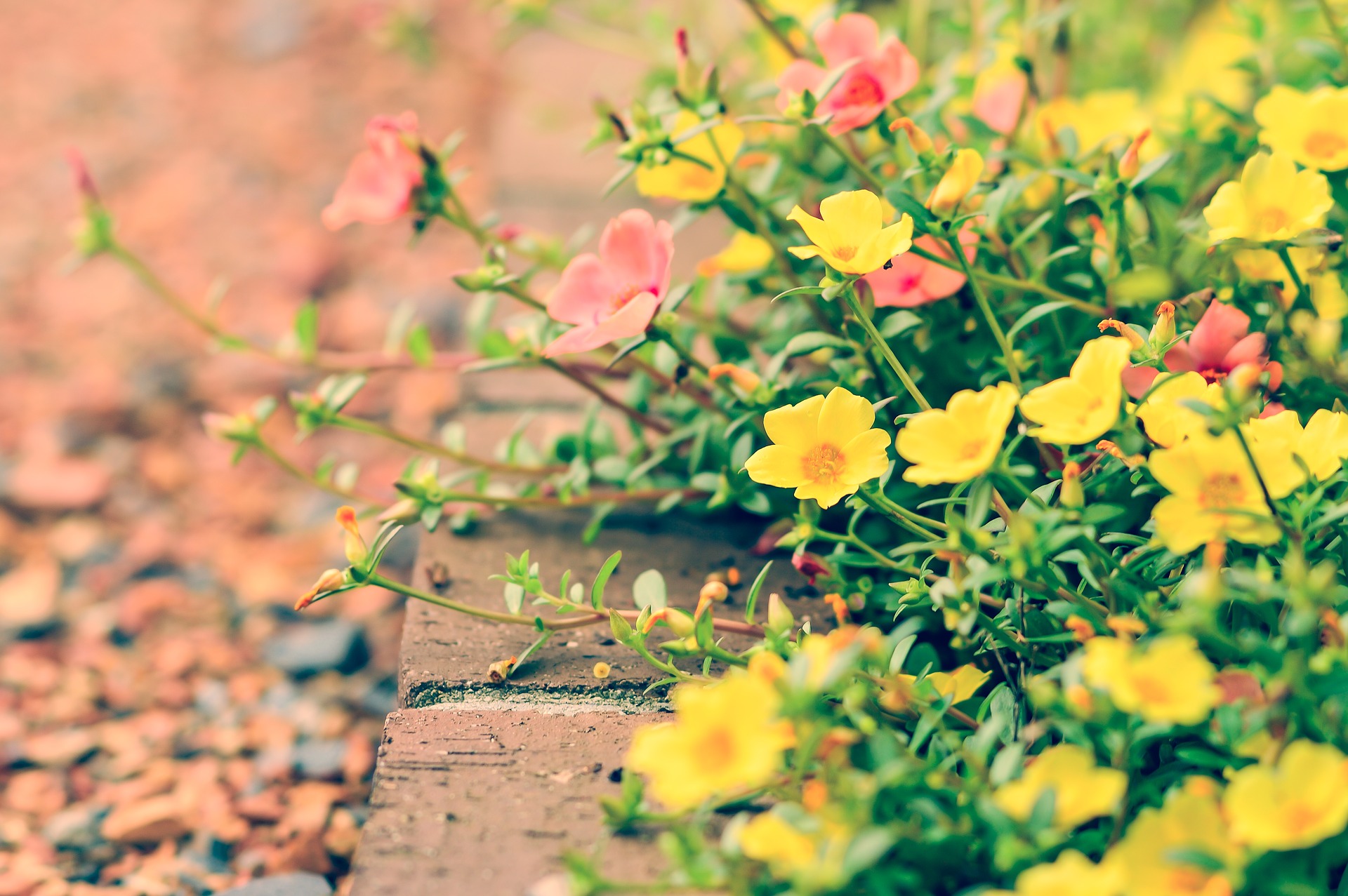 calçada com flores rosas e amarelas