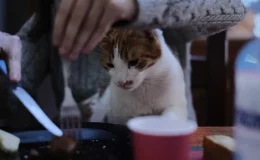 gato carnívoro olhando para frigideira com carne