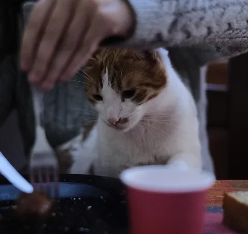 gato carnívoro olhando para frigideira com carne