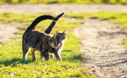 gatos no cio andando na rua