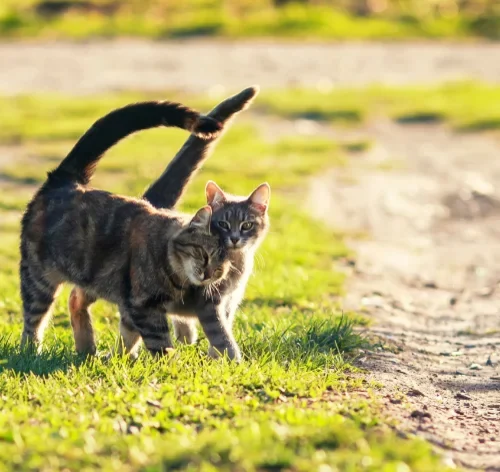 gatos no cio andando na rua