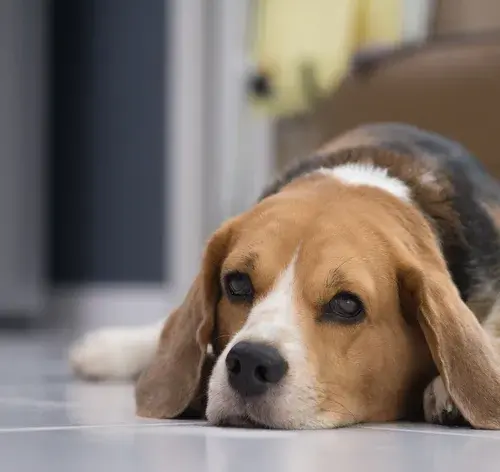 Hipotireoidismo em cães