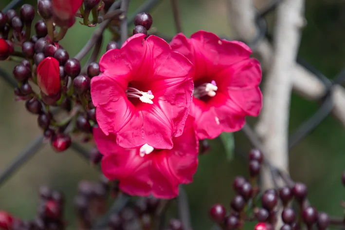 planta que purifica o ar flor de ipomeia rubra na grande