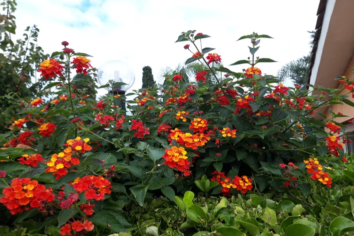 jardim com flores coloridas