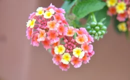 lantana flores coloridas