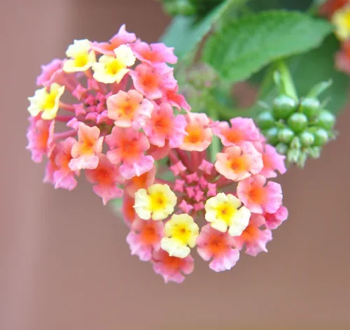 lantana flores coloridas
