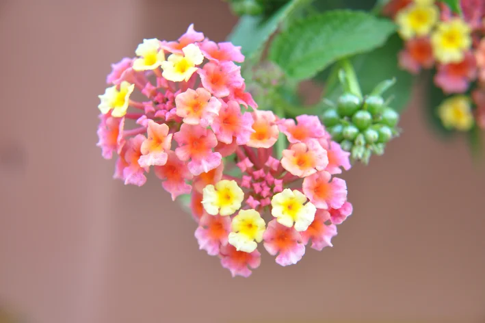 lantana flores coloridas