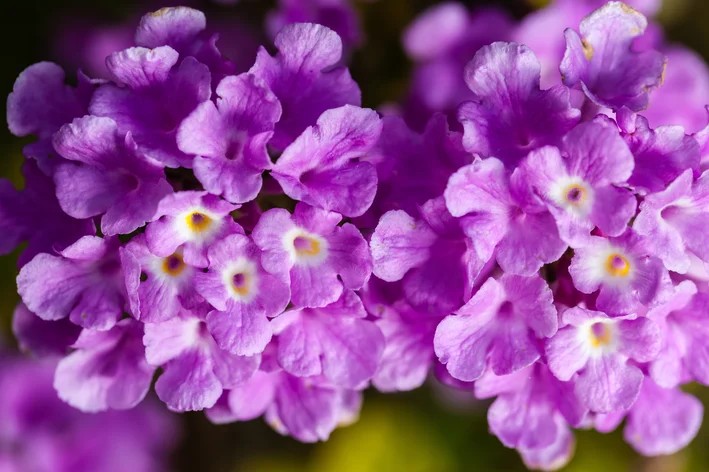 flores roxas de lantana montevidéu