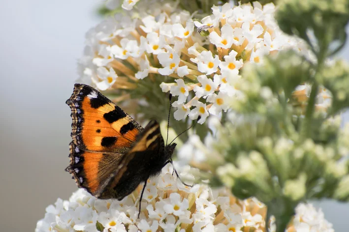 borboleta em uma flor branca