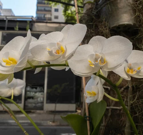 orquídea Phalaenopsis no tronco